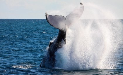 Marine Mammal Forum: Sharing Scientific and Traditional Knowledge. (iStock photo)